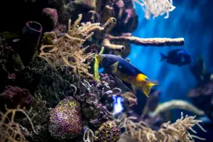 aquario de barcelona