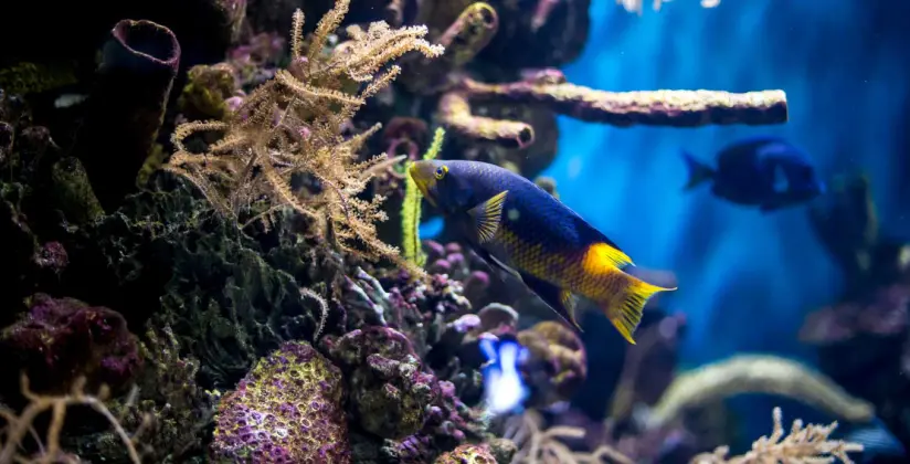 aquario de barcelona