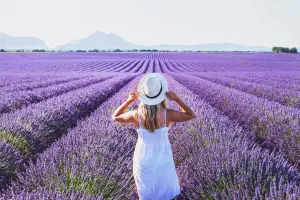 campos de lavanda na frança