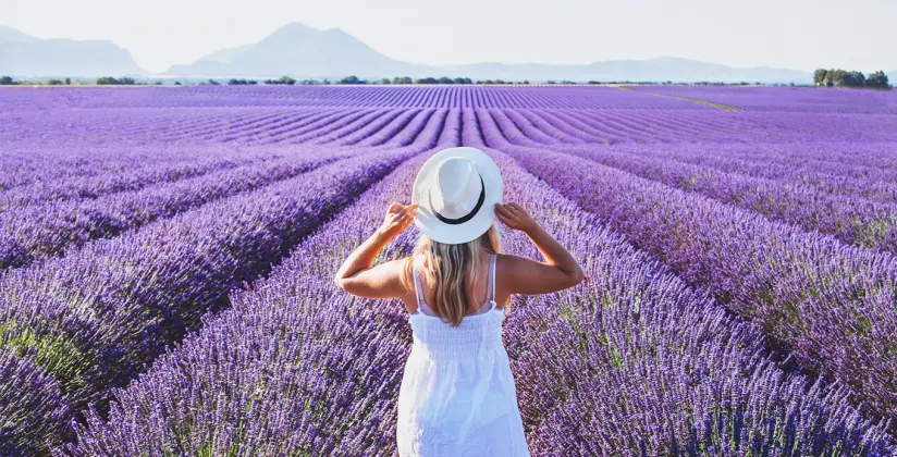 campos de lavanda na frança