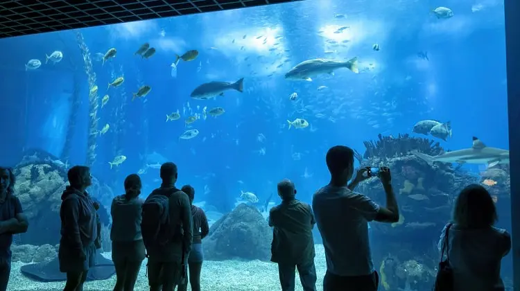 Pessoas no Oceanário de Lisboa, olhando tanque gigante.