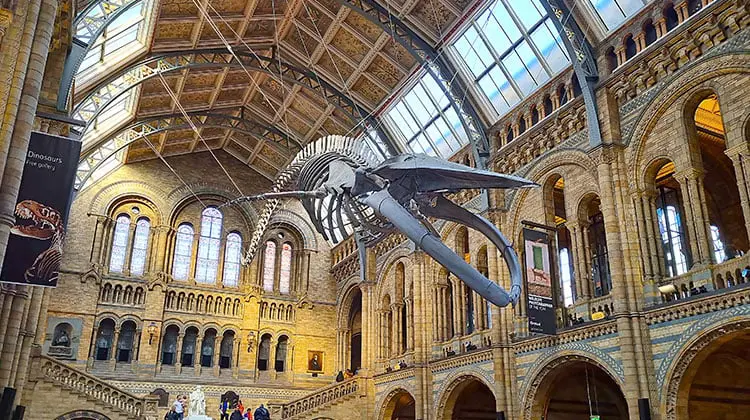 Esqueleto de Dinossauro em um dos museus de dinossauros da Europa