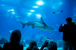 Visitantes observam aquário no Oceanário de Lisboa