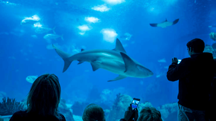 Visitantes observam aquário no Oceanário de Lisboa