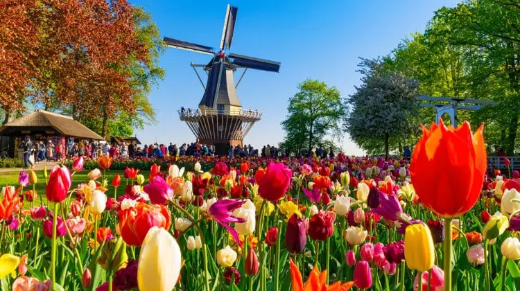 Visitar a Holanda durante a primavera na Europa é incrível.