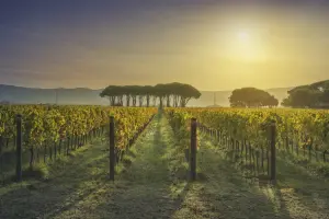 fileiras de uvas sob o sol da toscana