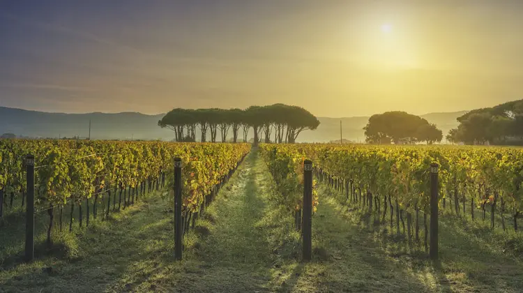 fileiras de uvas sob o sol da toscana