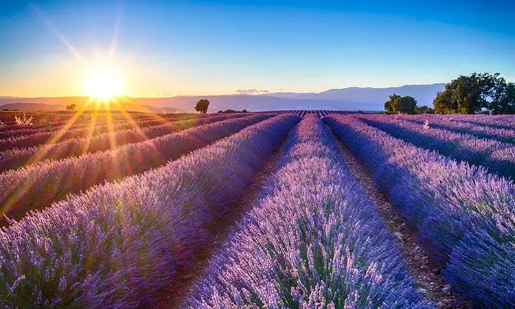 Campos de Lavanda em Provence