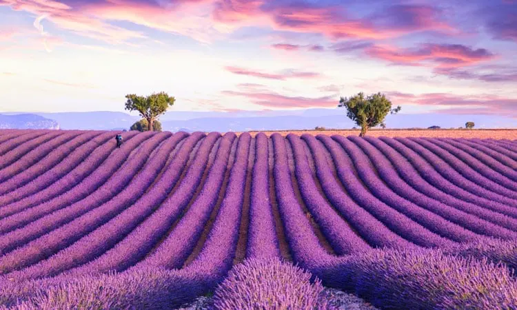 campos de lavanda, belezas naturais na franca