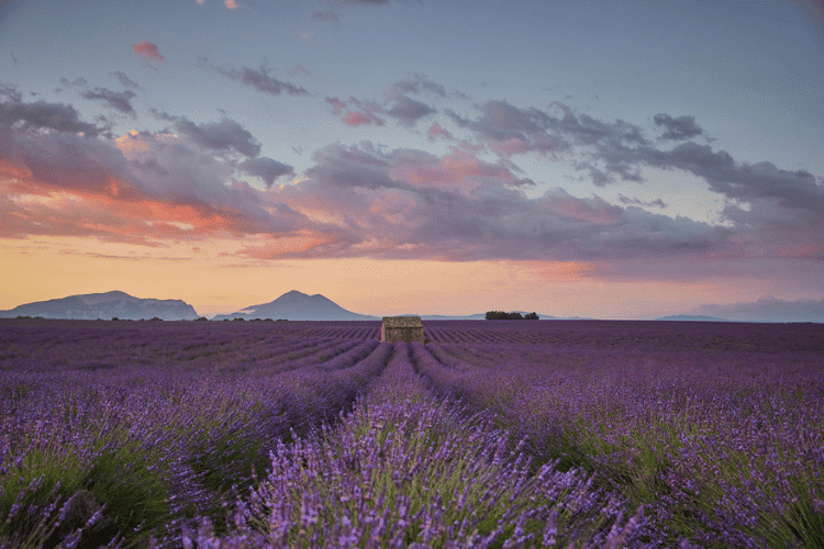 Na região de Marselha, passeios de um dia aos campos de lavanda são uma das opções favoritas dos turistas