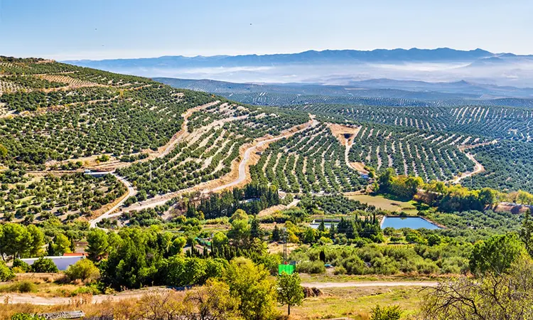 campos de oliveiras em jaén na espanha