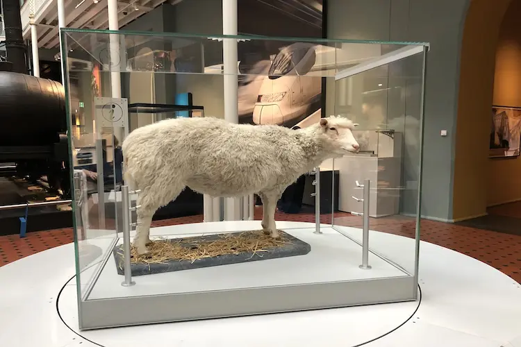Ovelha Dolly embalsamada no Museu Nacional da Escócia
