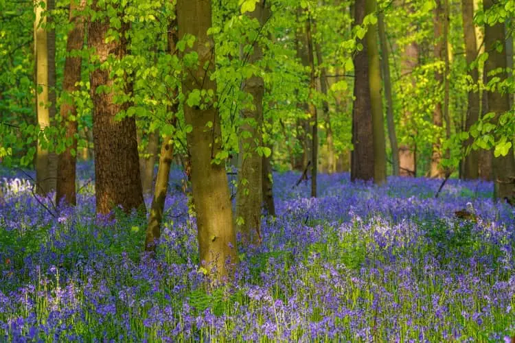 Floresta mágica com flores nas proximidades de Bruxelas