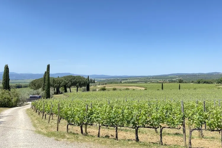 Parreiras em meio a paisagem toscana