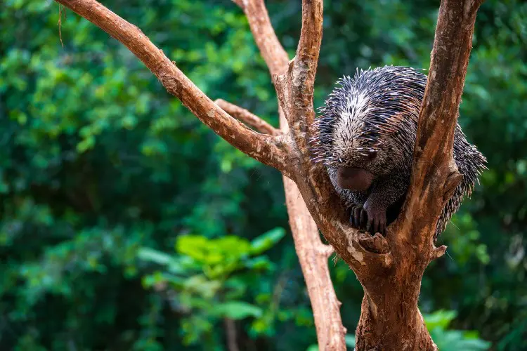 Um dos melhores zoos da Europa fica na França