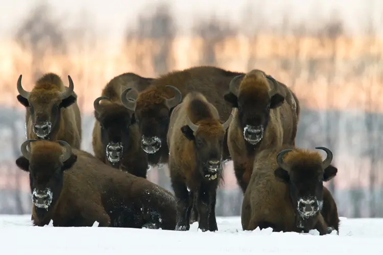 Grupo de bisões-europeus em Parque Nacional da Polônia.