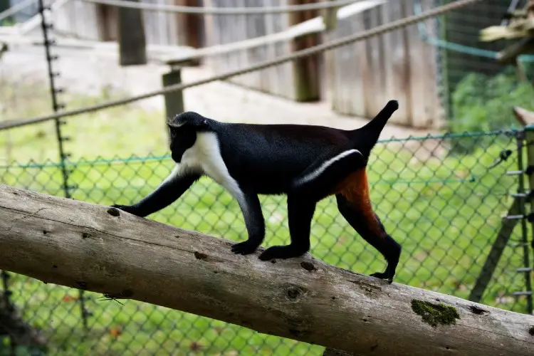 O zoo de Edimburgo merece atenção especial pois tem grande variedade de espécies