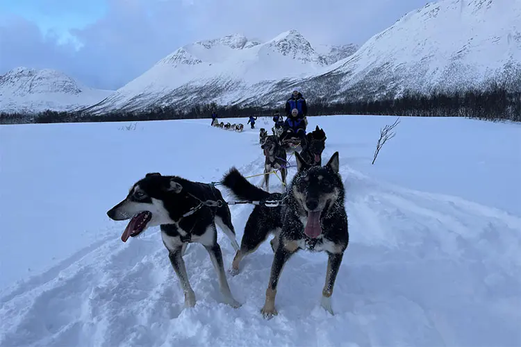 cachorros da raça husky no passeio de trenó com turistas