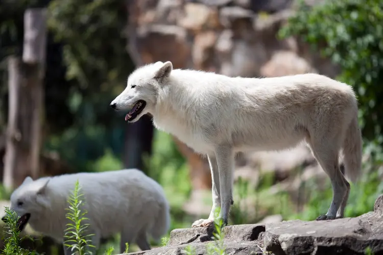 Lobos no zoo de Berlim
