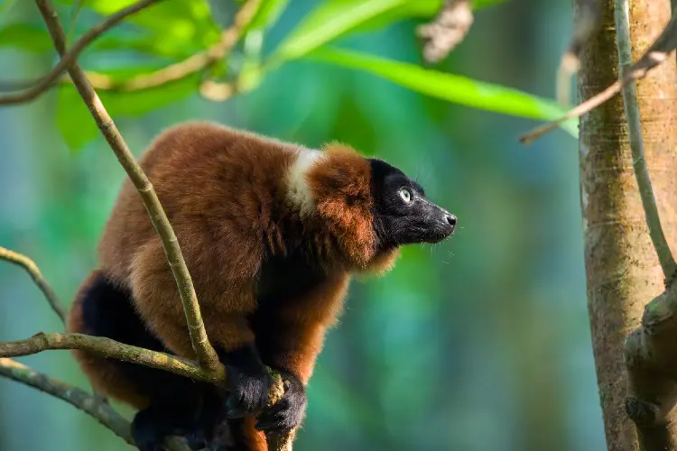 O zoo de Zurique na Suíça é imperdível