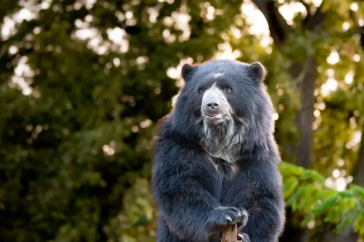O zoológico de Viena é uma parada obrigatória na cidade