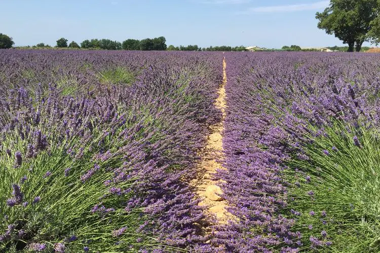 Visitar os campos de lavanda na Provença da França é parada obrigatória