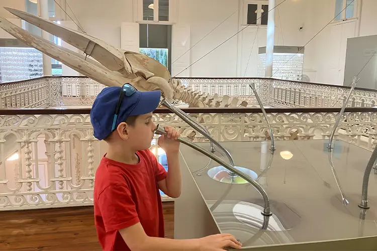 Menino de camiseta vermelha e boné azul interage com exposição olfativa no Museu da Biodiversidade do Porto.
