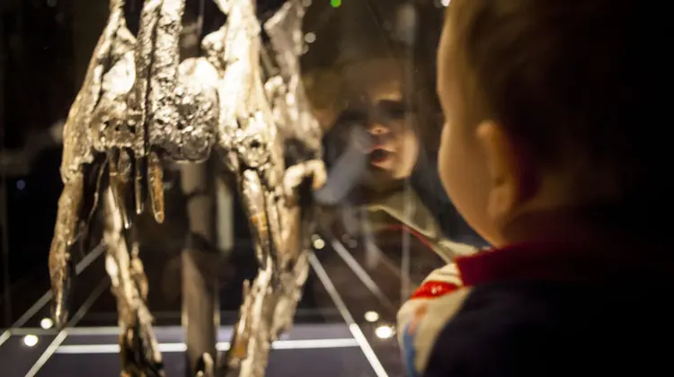 Rosto de bebê refletido em vidro de exposição contendo crânio de dinossauro