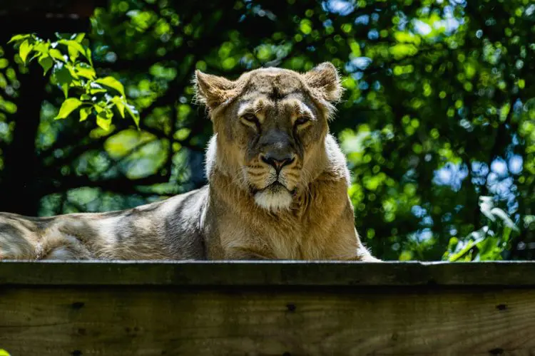 Leão deitado no zoológico