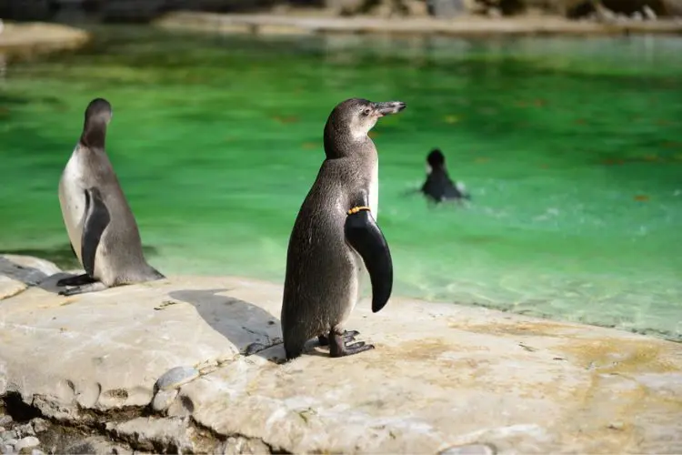 Pinguim caminhando perto da água