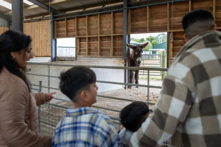 Família admirando burro no zoológico de Londres