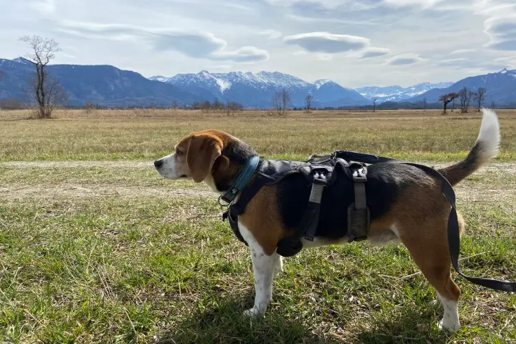 Cachorro de perfil contemplando a paisagem montanhosa da Baviera, parte das memórias de viagem com cachorro na Europa