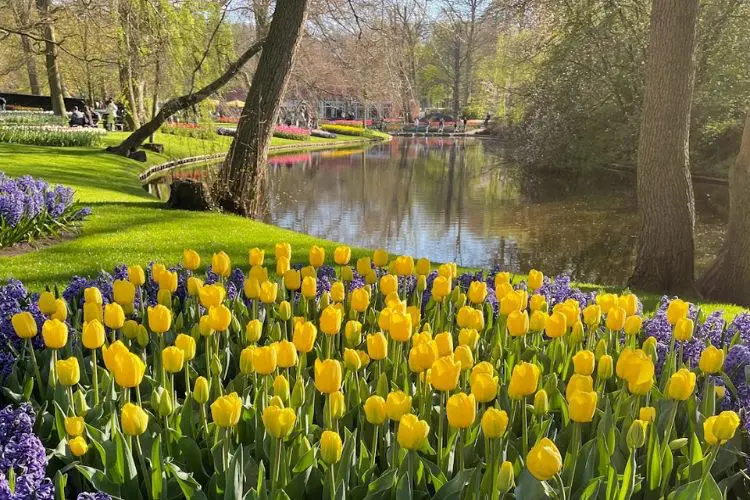 Campos de tulipas coloridas nos jardins de Keukenhof, em Lisse.